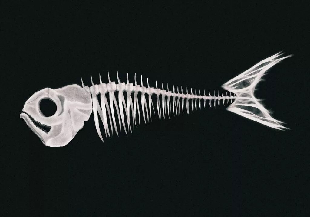 Купить кости рыбы. Рыбьи кости. Скелет рыбы. Рыбный скелет. Кости от рыбы.