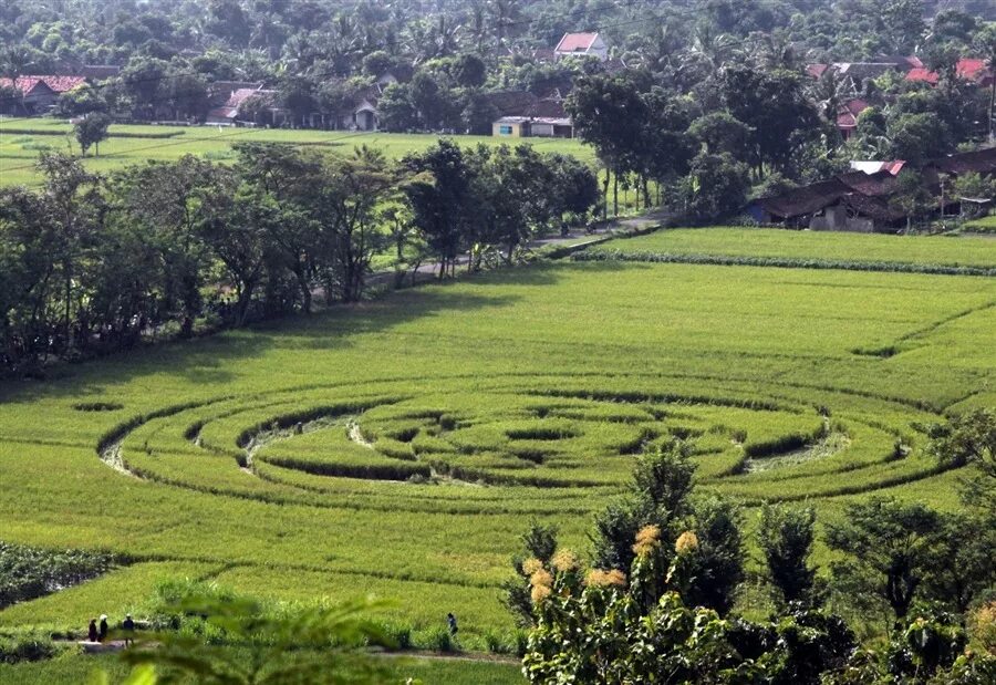 Planned field