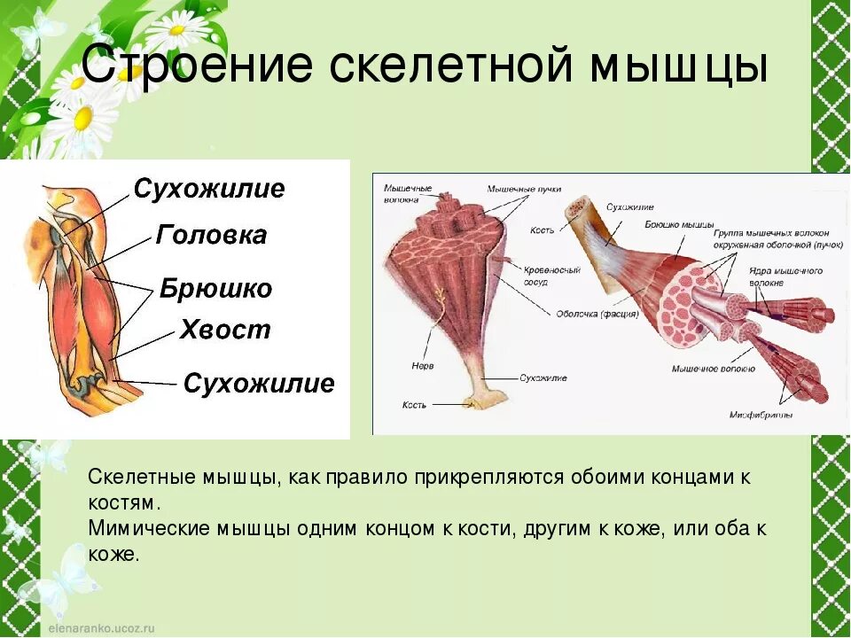 Строение скелетной мышцы вид сбоку. Строение скелетной мышцы схема. Строение и функции скелетных мышц схема. Строение скелетной мышцы рисунок. Структура и функция мышц