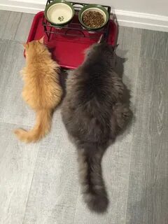 Сравнение мейн куна