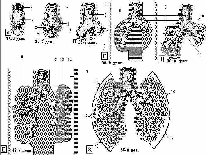 Стадии развития легких. Дыхательная система гистология. Эмбриогенез дыхательной системы гистология. Эмбриогенез легочной ткани. Эмбриональные источники развития дыхательной системы.