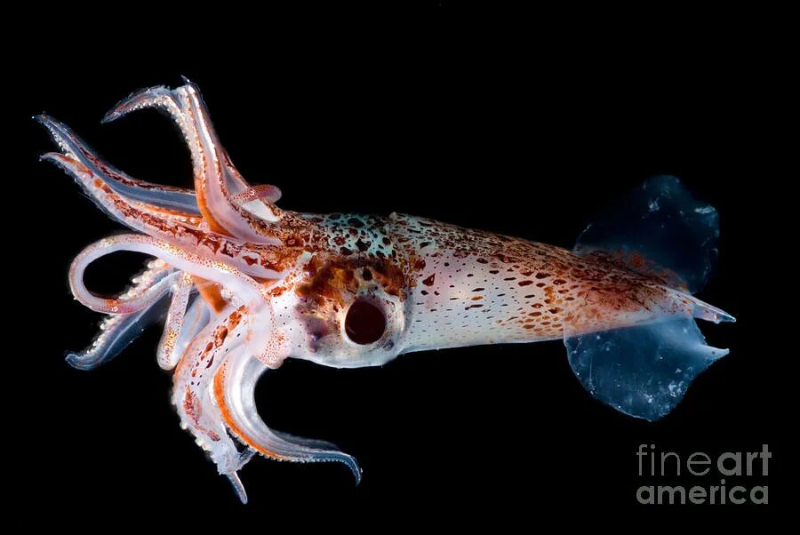 Squid через squid. Histioteuthis bonnellii. jewel squid. кальмар histioteuthis heteropsis. stubby squid.