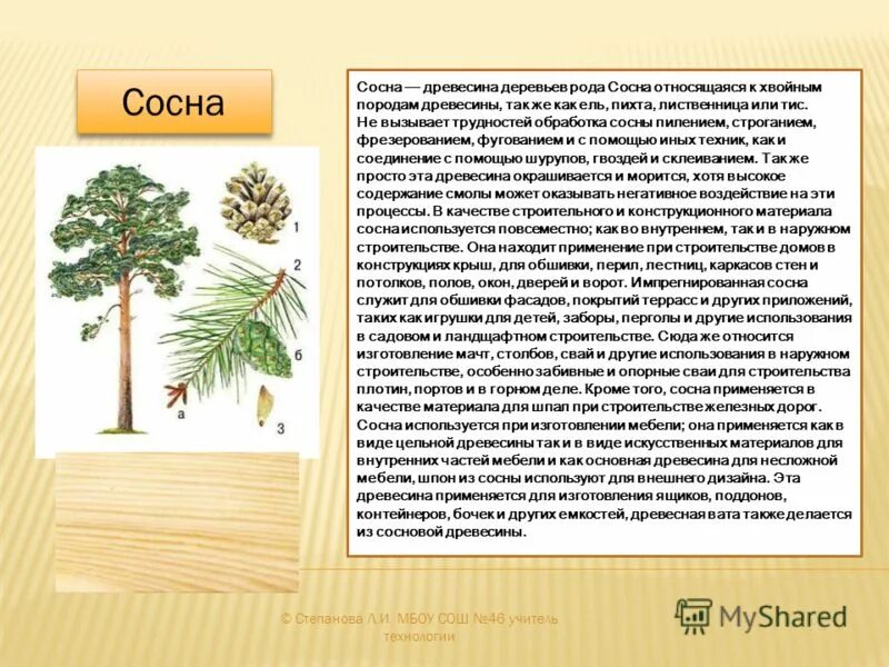 голосеменные сосна обыкновенная. хвойные природы древесины. к какому классу относится сосна. к какому классу относится сосна. сосна сибирская отдел голосеменные.