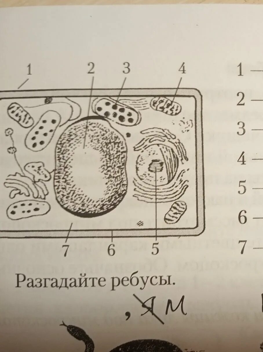 Рассмотрите рисунок растительной клетки. Рассмотри рисунок растительной клетки. Запишите название частей растительной клетки. Рассмотрите рисунок рисунок растительной клетки.