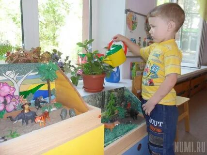 Растения в группе детского сада