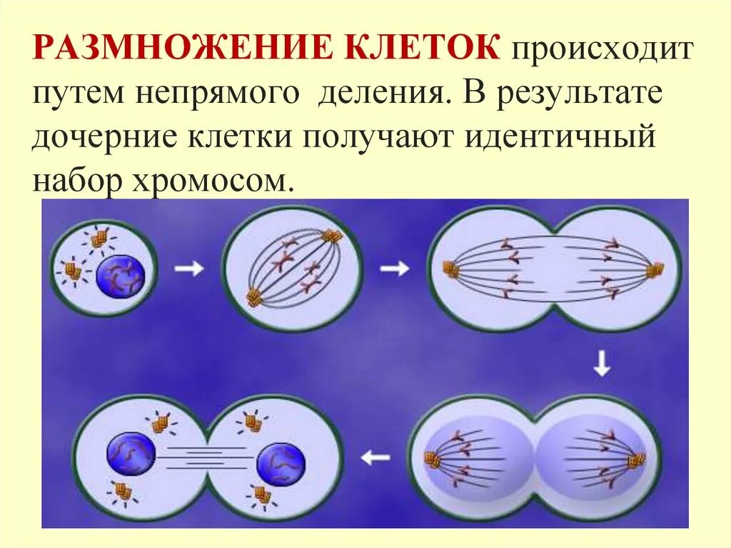 Размножение клеток. Размножение делением клетки. Размножение клетки 6 класс. Жизнедеятельность клетки размножение. Нарушения деления клеток