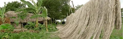 Манильская пенька 5 букв сканворд