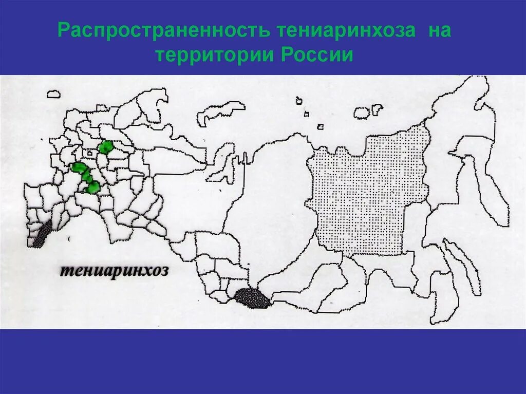 Широко распространенная на территории россии. Тениаринхоз распространение. Тениаринхоз распространенность. Тениаринхоз распространение в мире. Тениаринхоз распространенность в России.