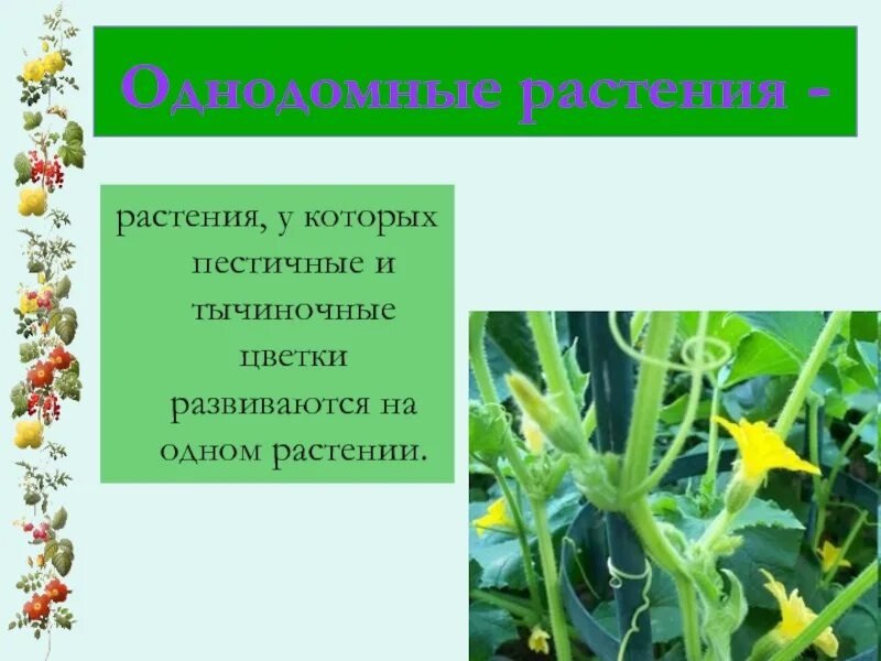 Двудомными называют растения у которых развиваются цветки. Однодомные растения. Однодомные растения тычиночные и пестичные цветки. Однодомные и двудомные растения. Кукуруза однодомное растение.