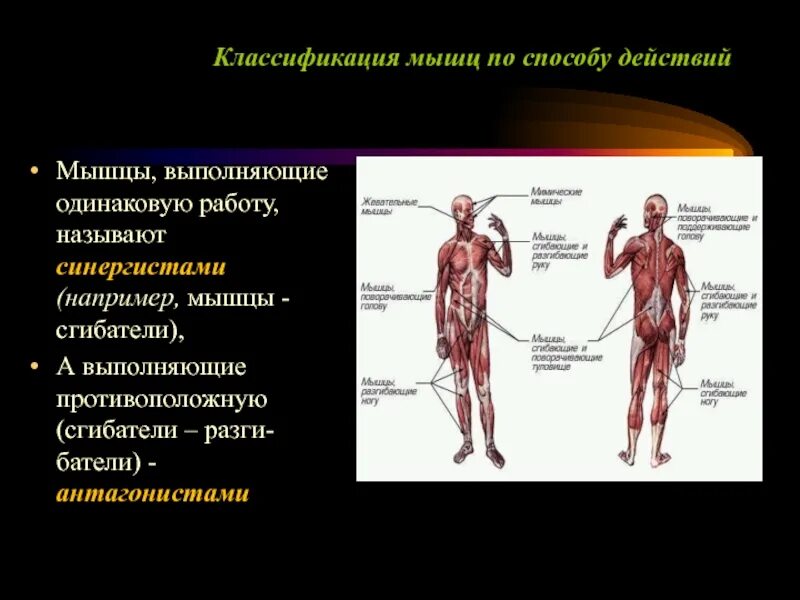 Назовите функции мышц