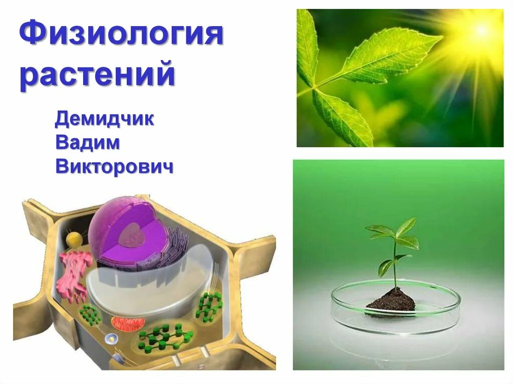 физиология растений. водный режим растений физиология растений. физиология растений картинки. физиологические процессы растений. задачи физиологии растений.