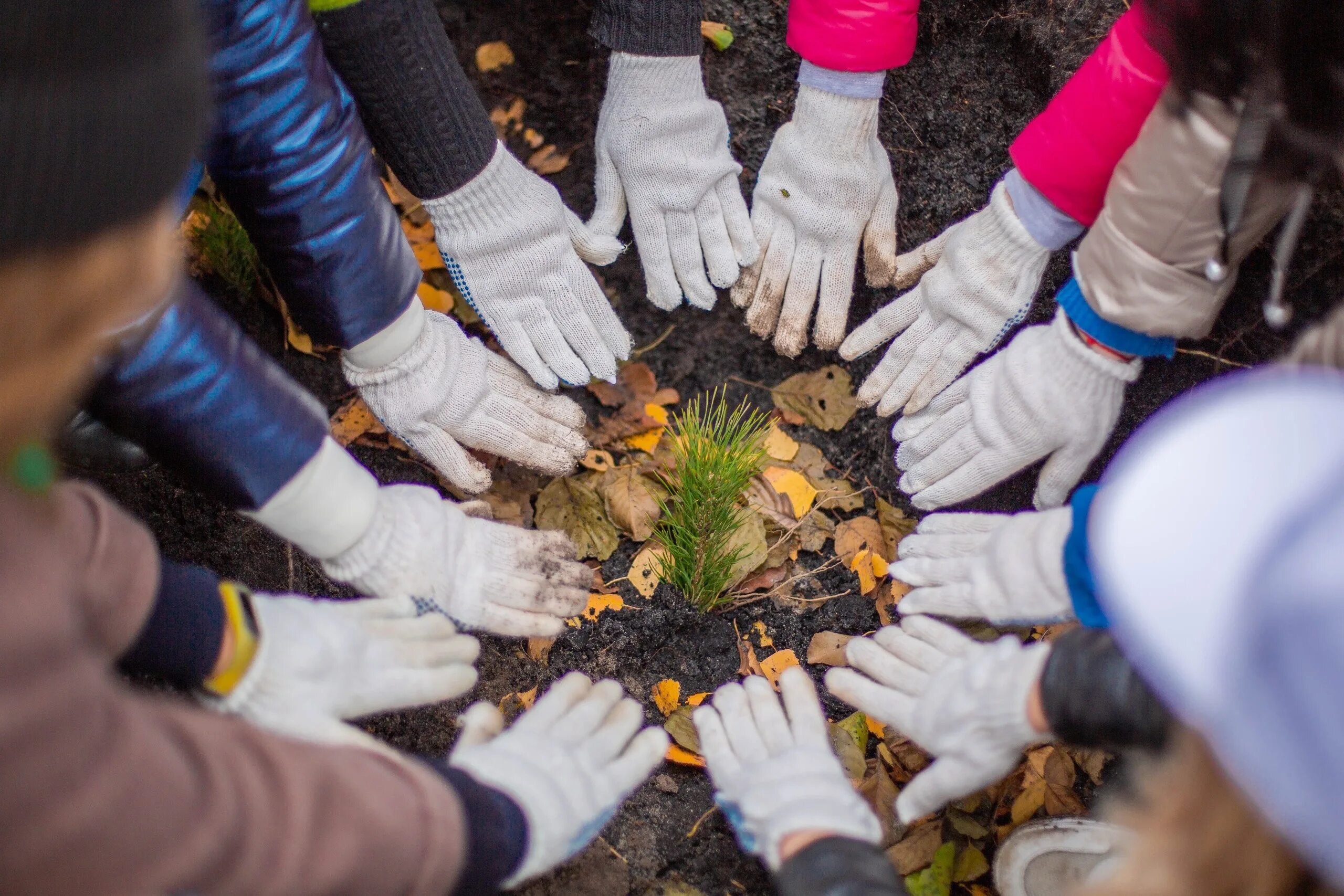 Мф мгту им. Проект посади лес. Лес эмблема. Высадка деревьев. Уборка мусора в сосновом бору.