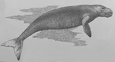 Морская корова сканворд