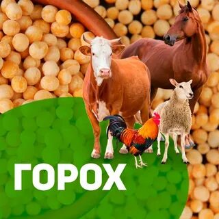 Горох комбикорм