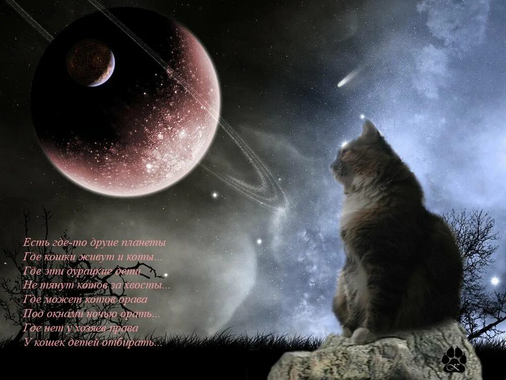 Лунные коты. Кот на Луне. "Лунный кот". Кот воет на луну.