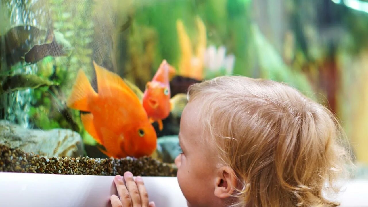 Pets fish. Мальчик смотрит в аквариум. Мальчик смотрит на рыбку в аквариуме. Fish as a Pet. Boy with a Pet Fish.