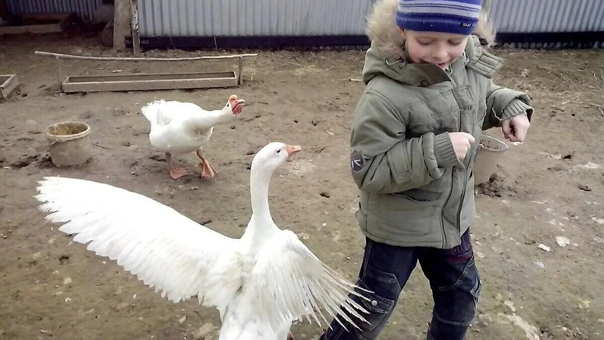 Щипать песня