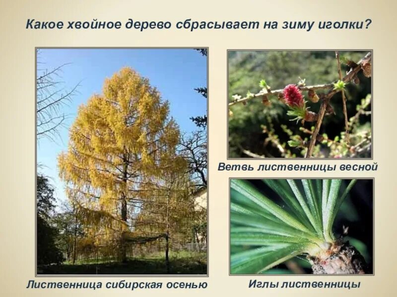 Хвоя какого дерева опадает