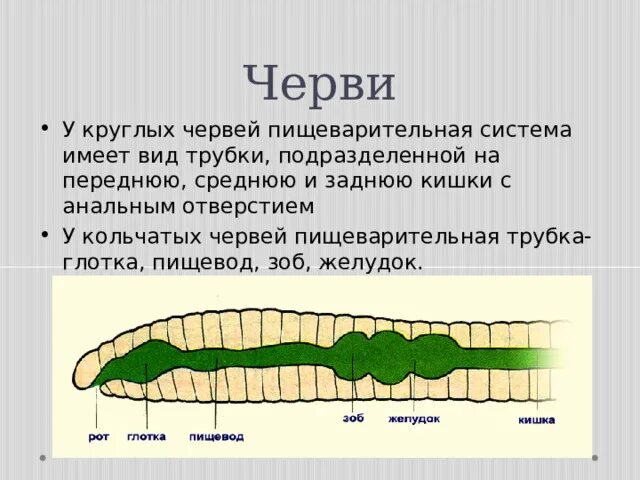 Пищеварительная система круглых червей. Отделы пищеварительной системы кольчатых червей. Пищеварительная система кольчатых червей. Кольчатые черви пищеварение.