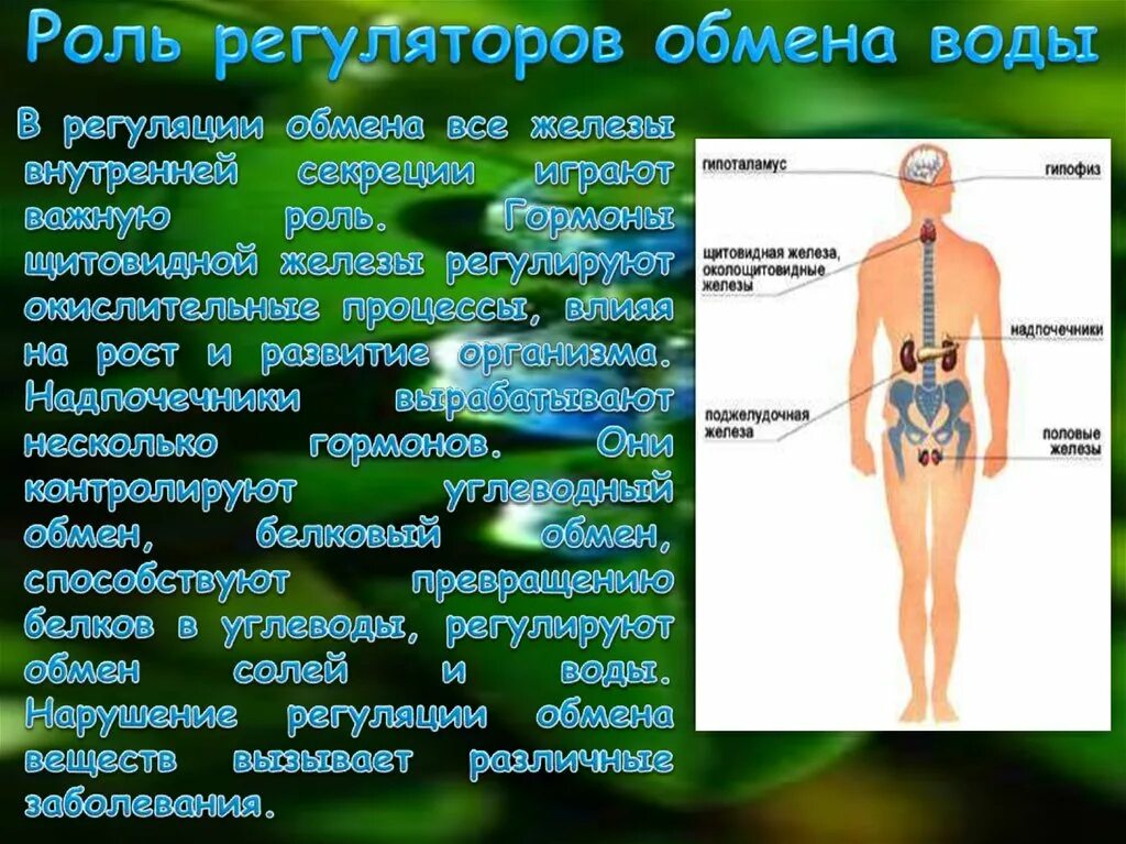 Водный обмен человека. Воль воды в организме человека. Роль воды в организме человека. Регуляция воды в организме. Важность воды для организма человека.