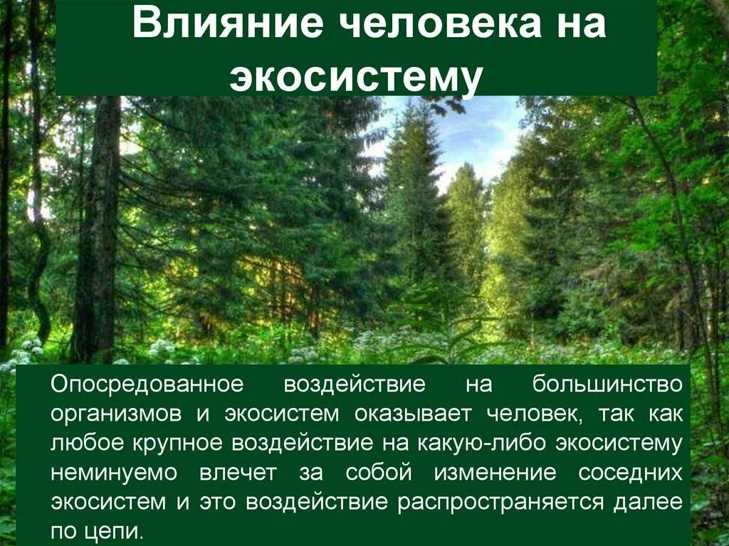 С какими природными сообществами схожа экосистема. Влияние человека на экосистемы. Воздействие человека на экосистему. Воздействие человека на природные экосистемы. Влияние деятельности человека на экосистему.