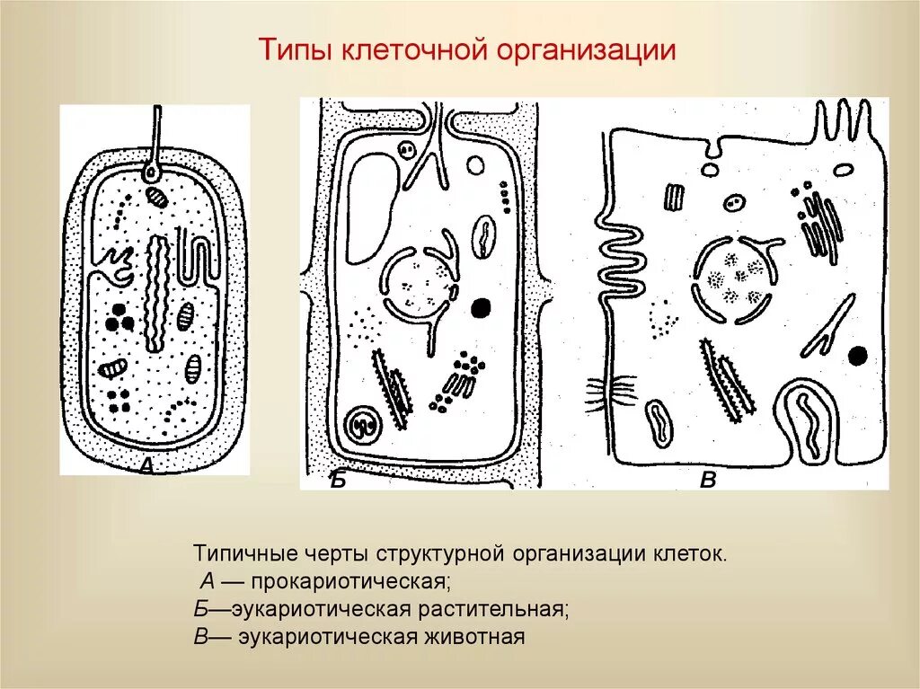 Растения эукариотические организмы. Типы организации клеток Прокариотическая клетка. Клеточная организация прокариотических клеток. Прокариотический Тип клеточной организации. Строение разных типов клеток клетки.