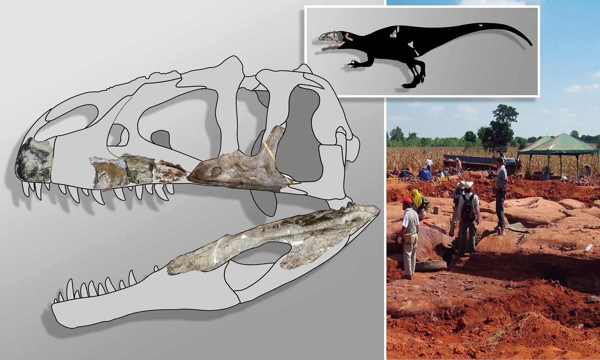 Цитадель останки каклизавра. Саркозух скелет. Находки костей динозавров. Декууна эвакуация элкоров. Цитадель останки каклизавра.