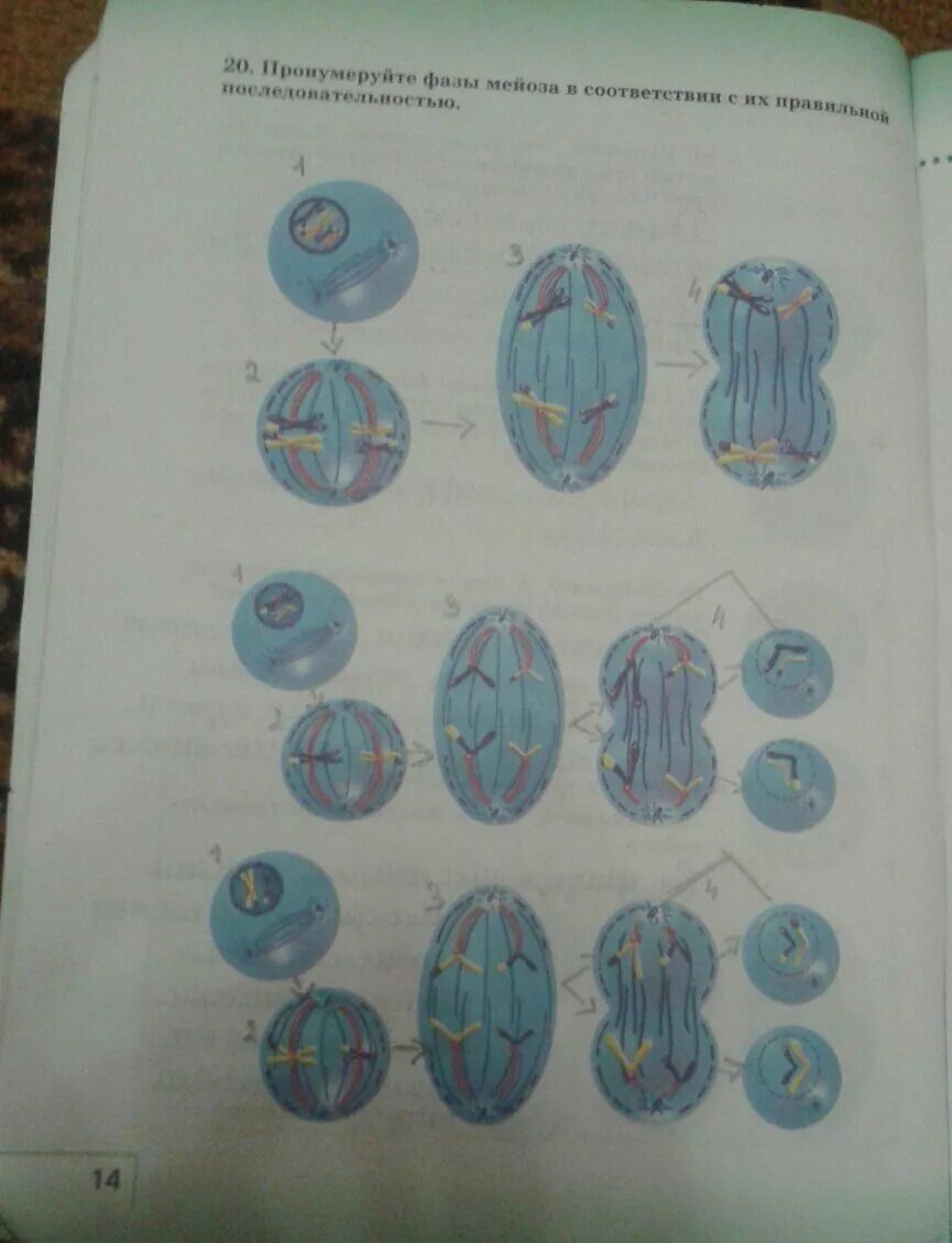 Биология рабочая тетрадь 6 класс стр 14. Деление клетки 6 класс рабочая тетрадь. Биология 6 класс Сонин. Биология 6 класс параграф 10 Сонин.