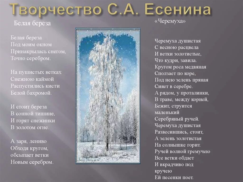 Белая Березка стихотворение Есенина. Стихотворение Есенина береза. Стих Есенина белая береза. Текст Есенина белая береза.