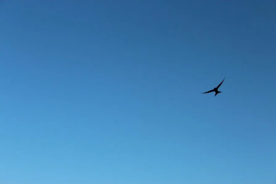 Увидеть летающего. Летающая девочка. Девушка разлетается. Необычные сны. Увидеть летающего.