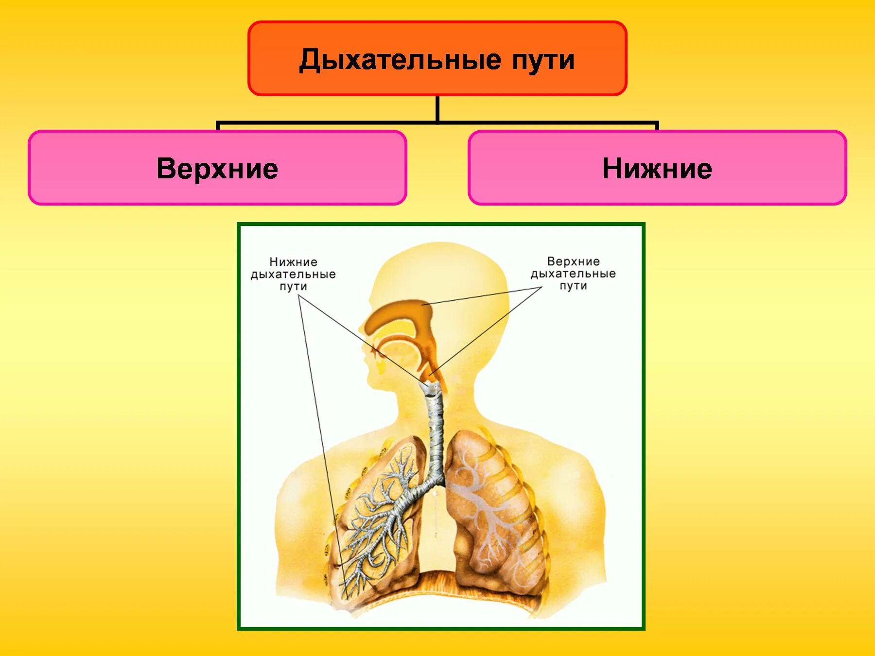 Строение системы органов дыхания человека. Строение дыхательной системы человека 8 кл биология. Строение дыхательной и пищеварительной системы человека. Верхние и нижние дыхательные пути. Роль дыхательной системы 3 класс