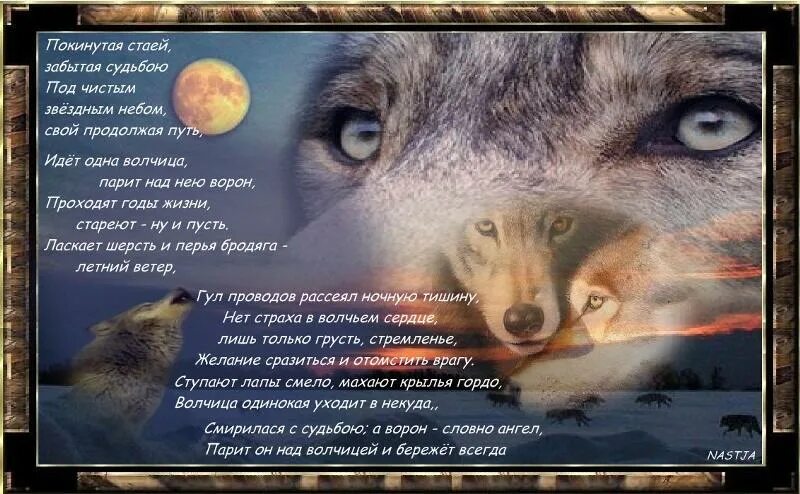 Песня про волчицу которая. Одинокая волчица песня белый орел. Волк на аву. Песня про волчицу которая. Волчица песня.