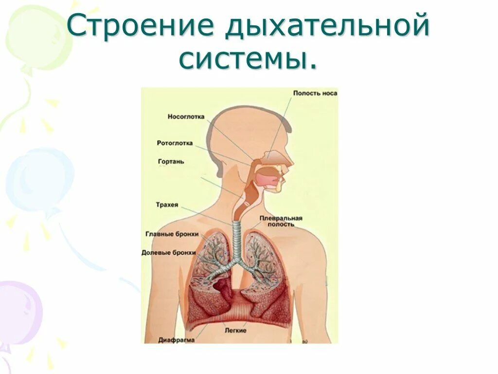 Носоглотка бронхи гортань носовая полость легкие трахея. Строение дыхательной системы человека. Дыхание строение органов дыхания. Дыхательная система строение трахея. Сторениедыхательной системы.