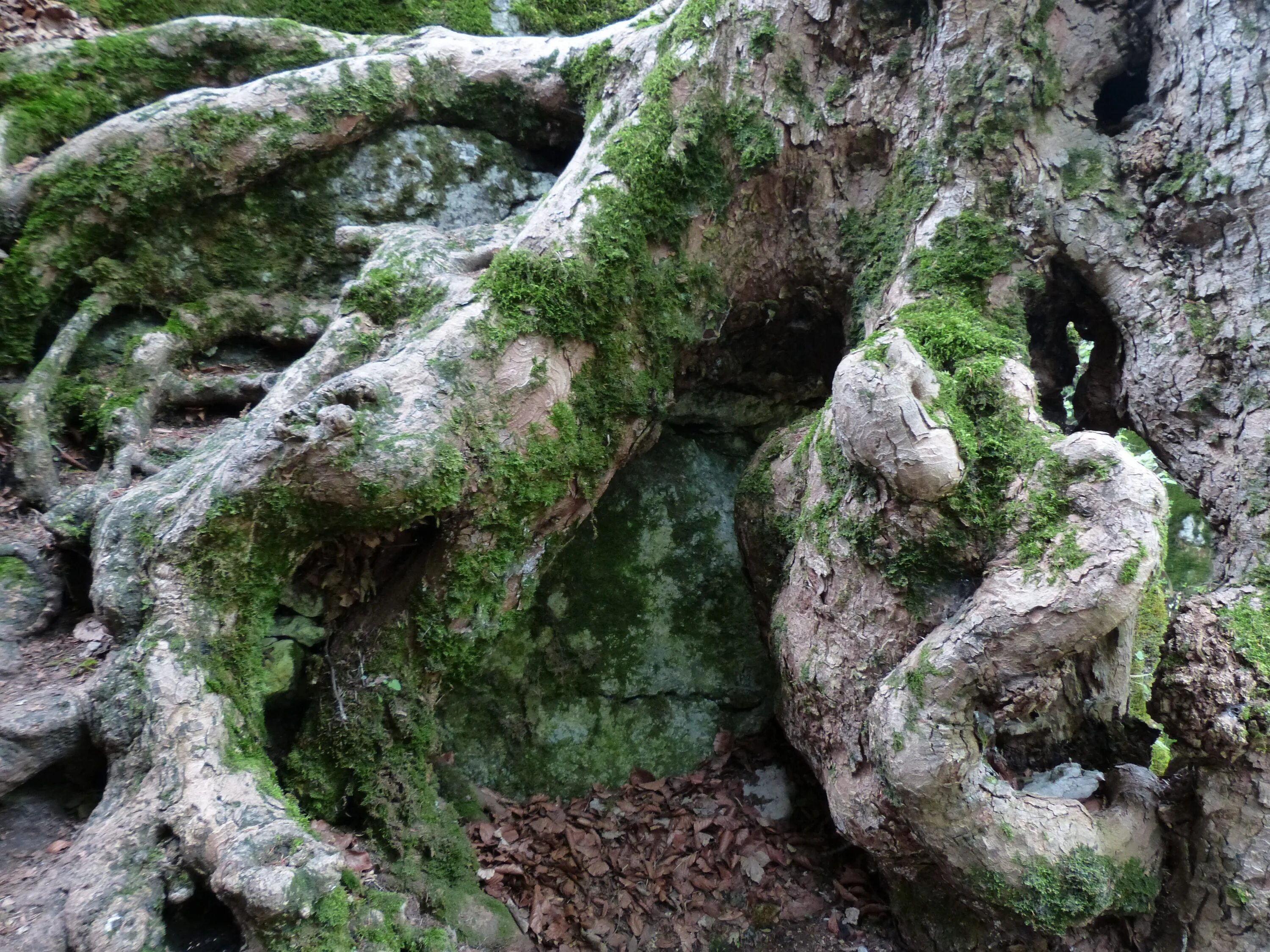 Каменное дерево. Корни деревьев во мху. Замшелый корень. Камень покрытый мхом.