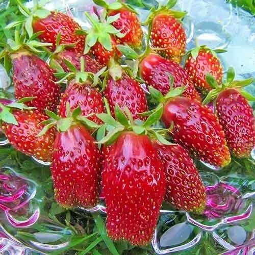 Клубника сорт купчиха фото 01030304 Земляника "Липстик"