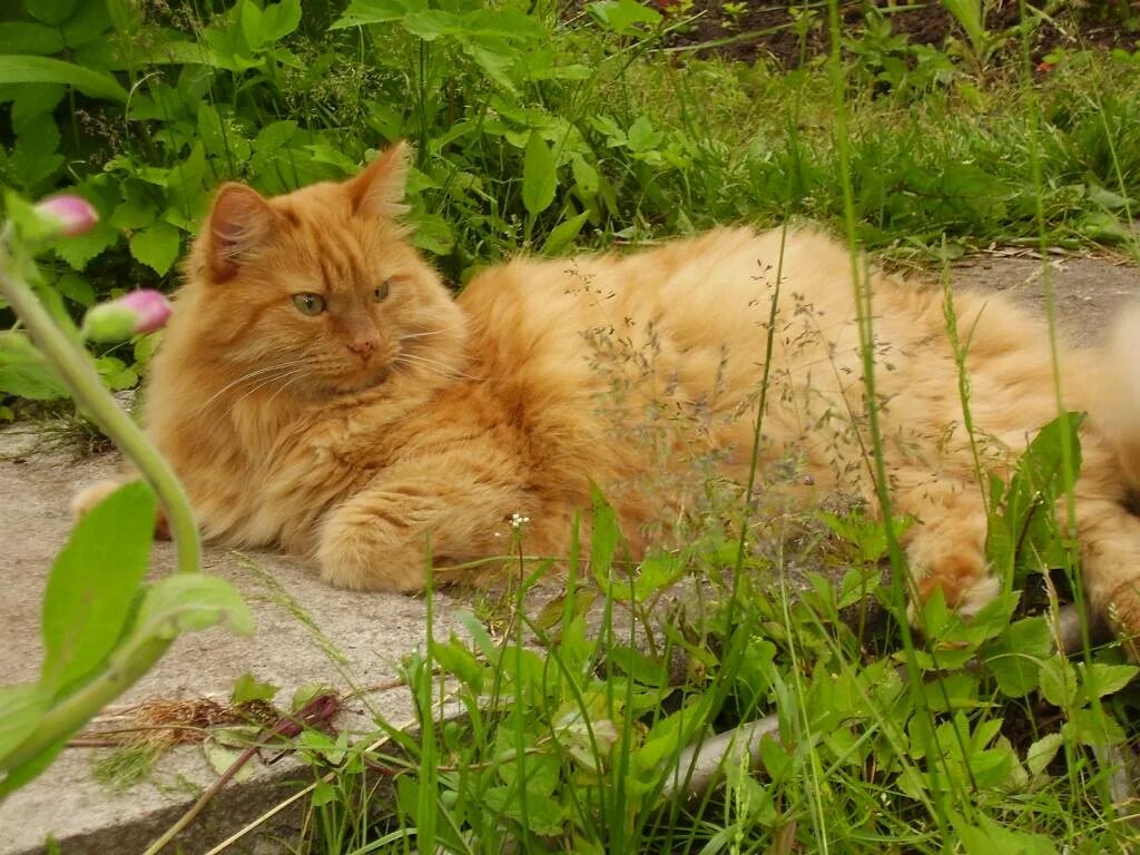 Где найти рыжего кота