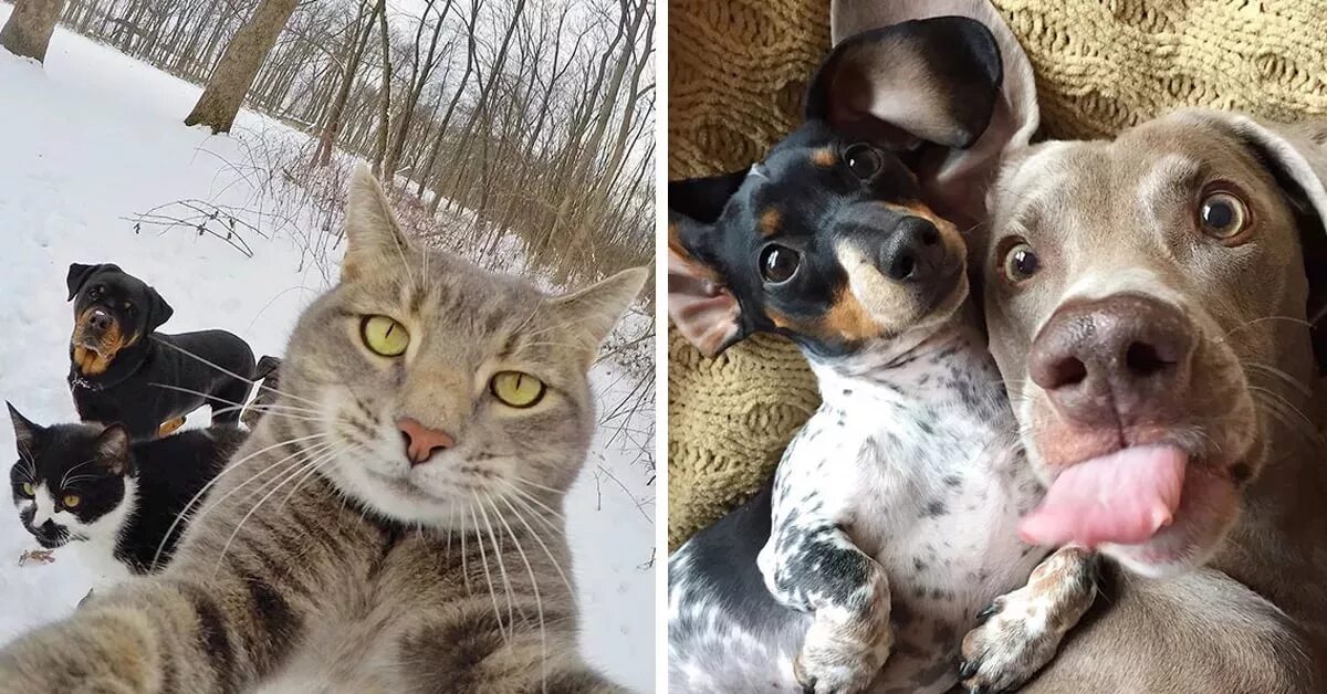 Мем кот делает селфи с собаками Manny The Selfie Cat (@yoremahm) * Instagram photos and videos Животные, Котята,