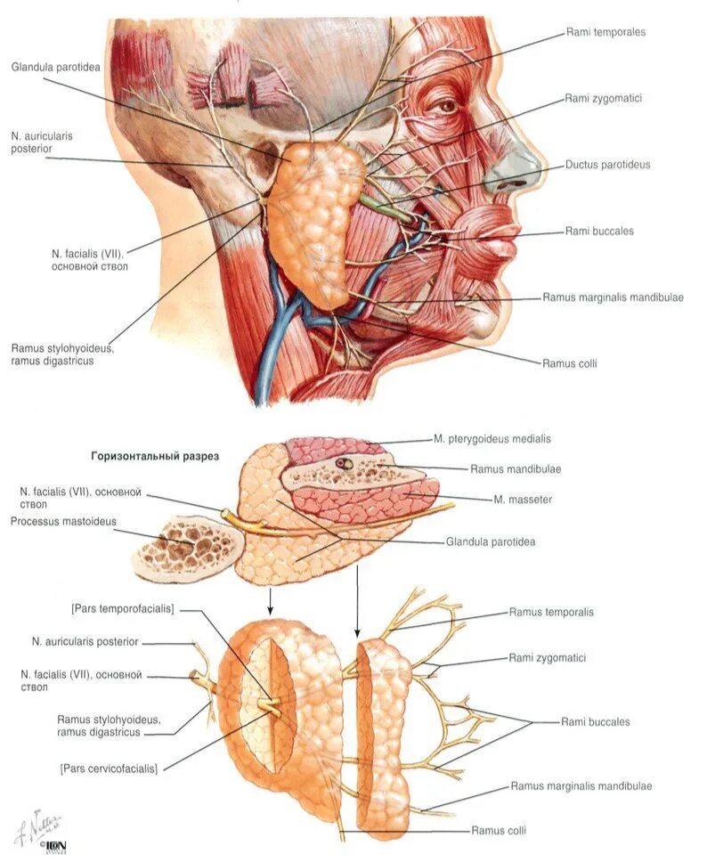 Околоушная железа и лицевой нерв. Лицевой нерв анатомия неттер. Подчелюстная слюнная железа. Слюнные железы анатомия строение топография. Околоушная железа и лицевой нерв.