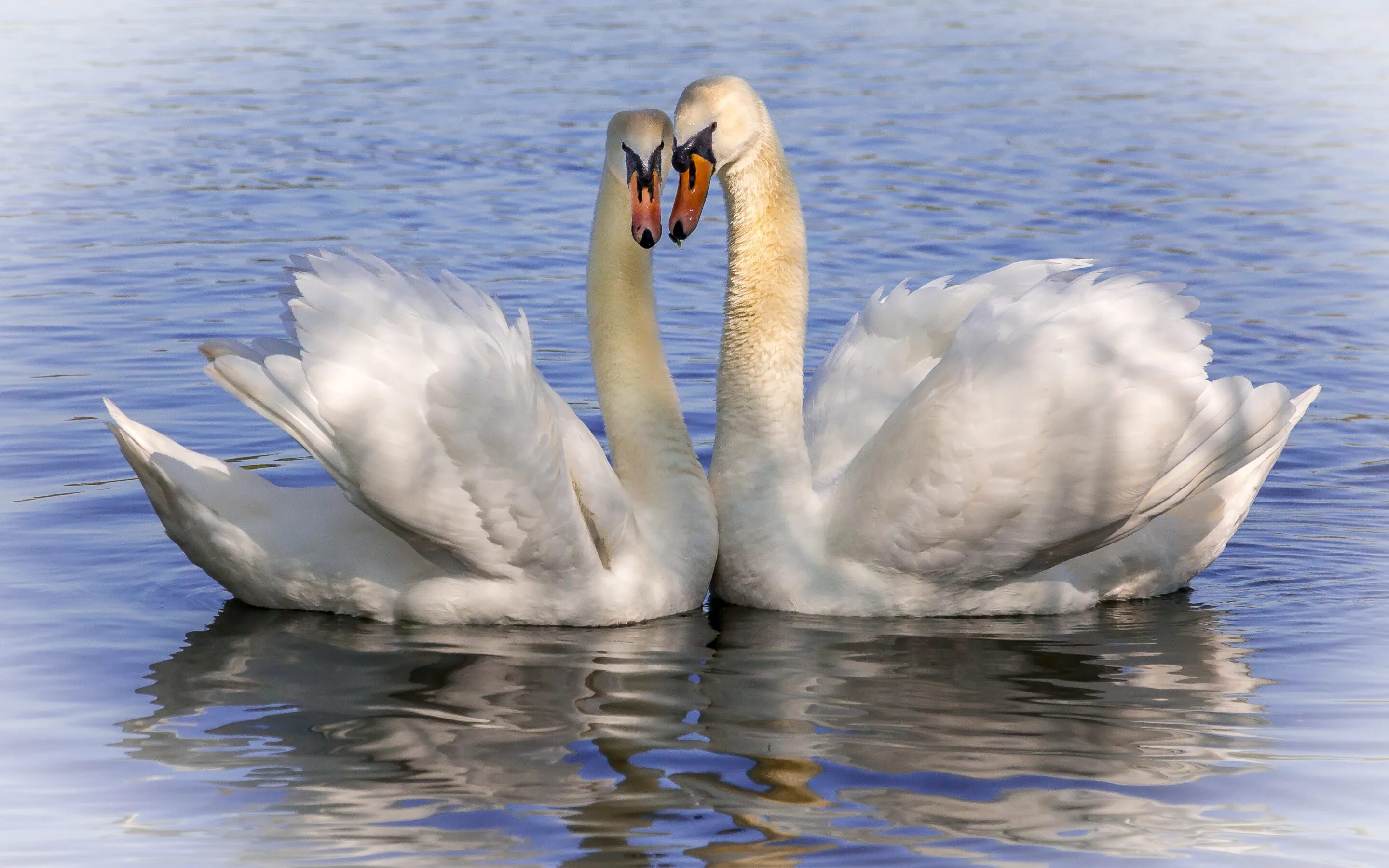 К. Лебеди в англии. Рябь лебедей. Королев белые лебеди. Лебедь с белой головой и коричневым телом.