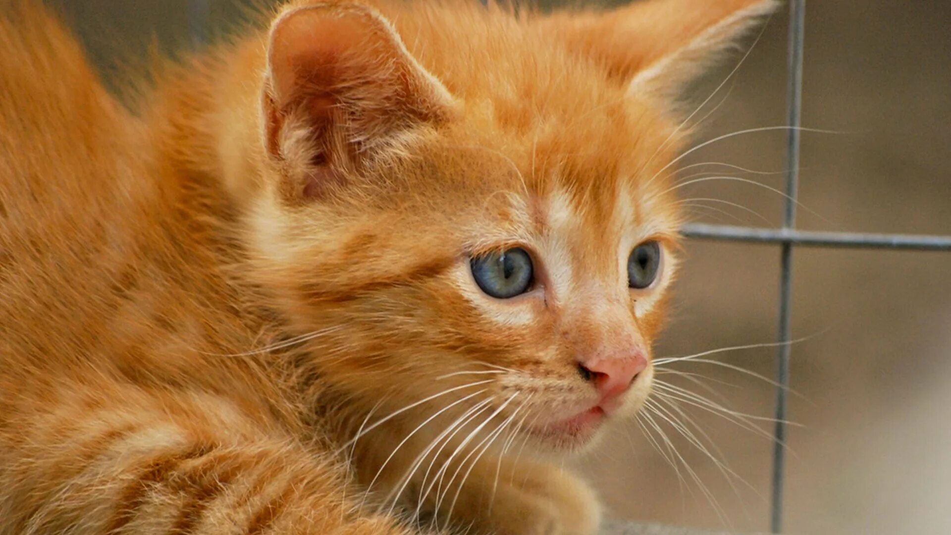 Рыжий кот ува. Сибирская кошка рыжая короткошерстная. cat сибирский кот рыжик. рыжий котёнок. красивый рыжий кот.