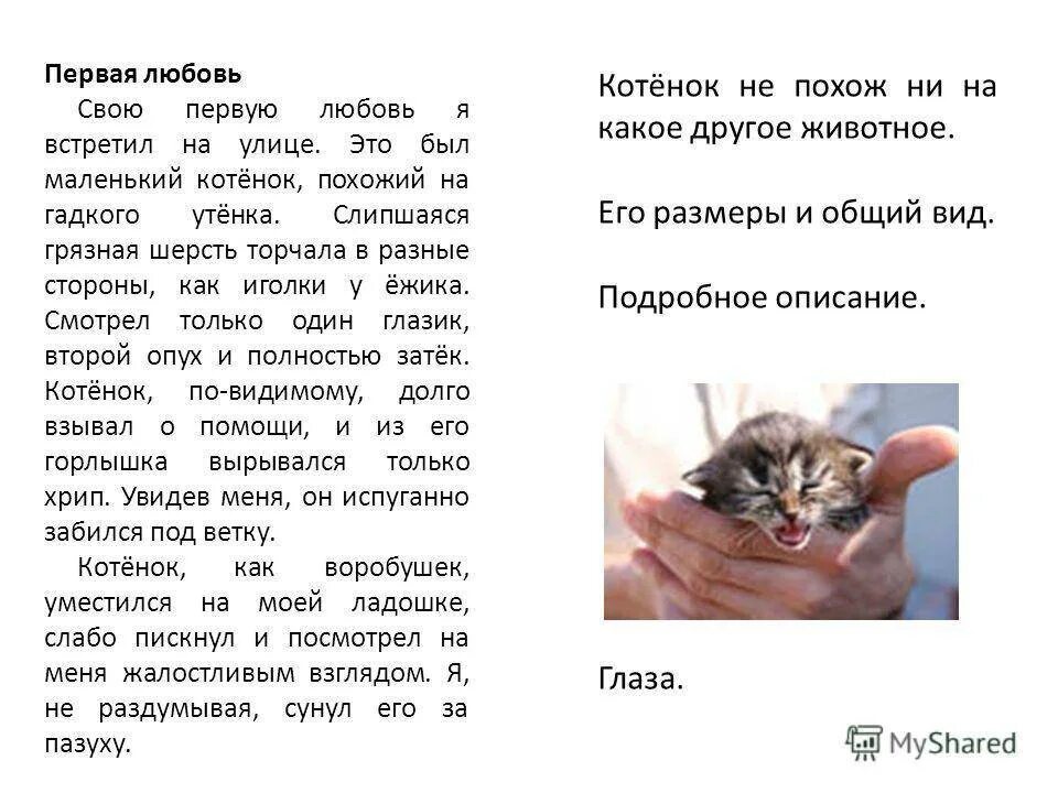 Можно про котят. Описание котенка. Сочинение про котенка. Маленький рассказ про котенка. Описание домашнего питомца кошки.