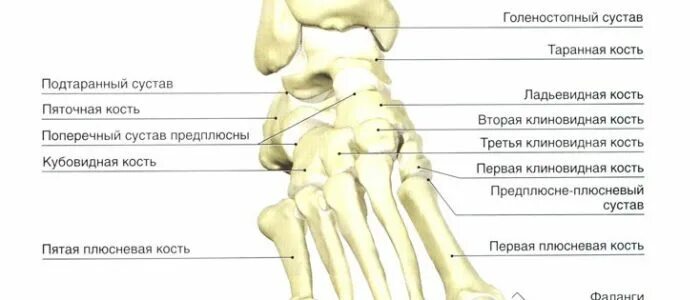 Голеностопный сустав. Голеностопный сустав анатомия строение кости человека. Строение скелета человека голеностоп. Кости стопы голеностопный сустав. Анатомия костей голеностопного сустава.