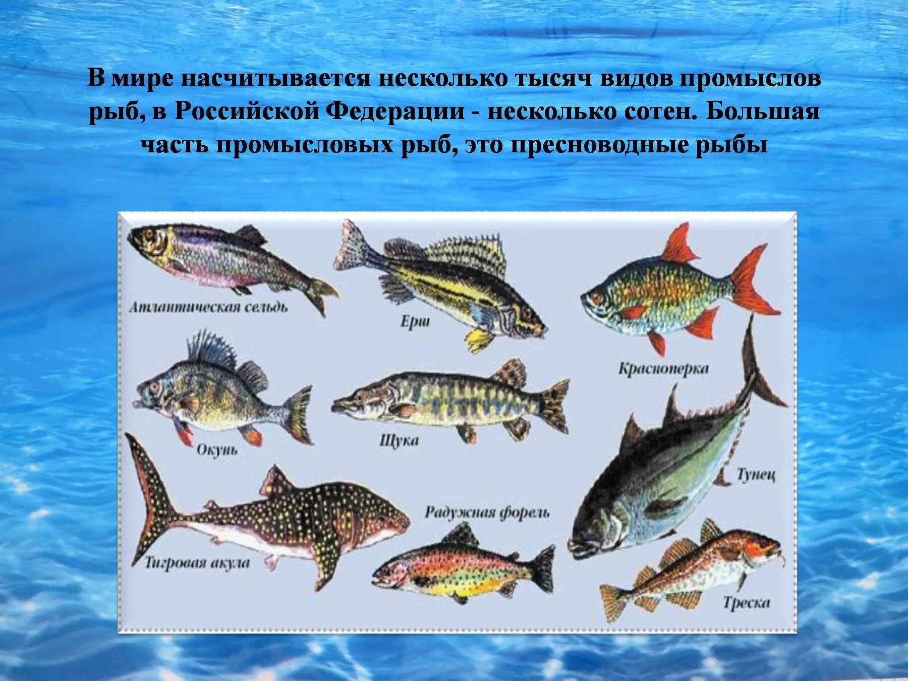Почему численность промысловых рыб. Промысловые рыбы России. Класс рыбы презентация. Классификация промысловых рыб. Промысловые рыбы презентация.
