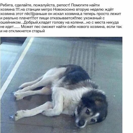 Грустная собака сидит. Животные до и после приюта. Собака не узнает хозяина. Собака не узнает хозяина. Собаки, приручившие человека.