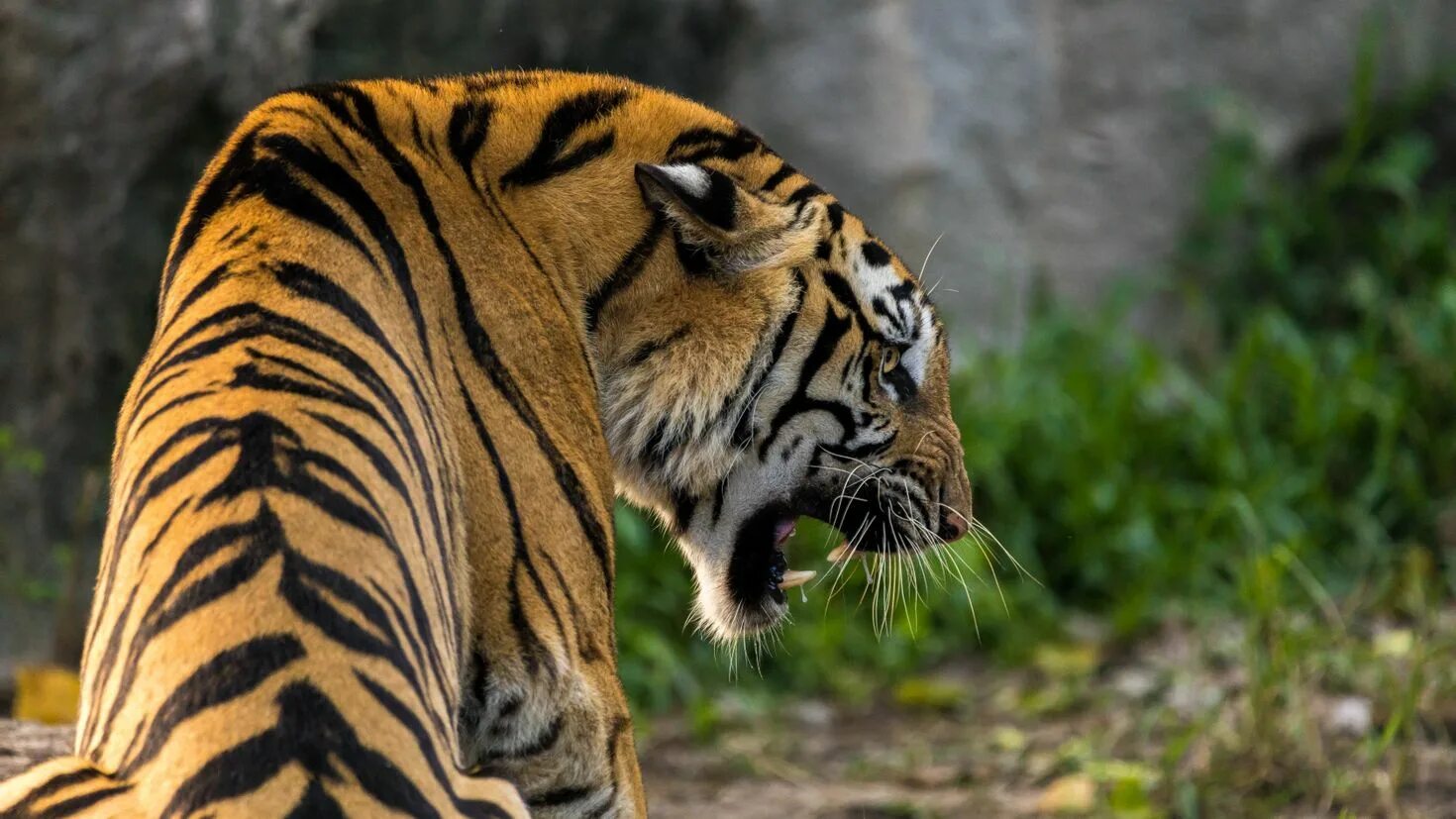 Хорош тайгер. Индокитайский тигр. Тигр оскал сбоку. Большой тигр. Крадущийся тигр.