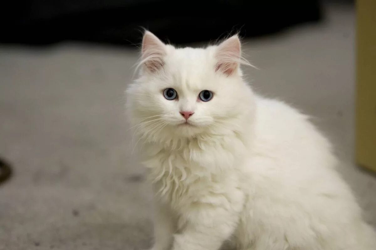 Белые кошечки картинки. Сибирская ангорская кошка. Сибирская ангорская кошка белая. Ангорская кошка альбинос. Турецкая ангорская кошка короткошерстная.