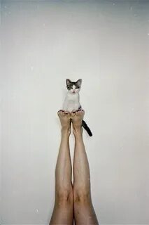 Коты между ног