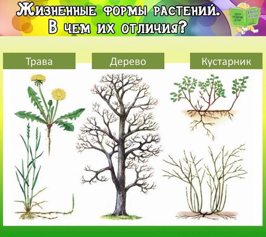 Преобладают жизненные формы деревья и кустарники. Дерево кустарник травянистое растение. Деревья кустарники травы. Дерево кустарник травянистое растение рисунки. Дерево кустарник трава рисунок.