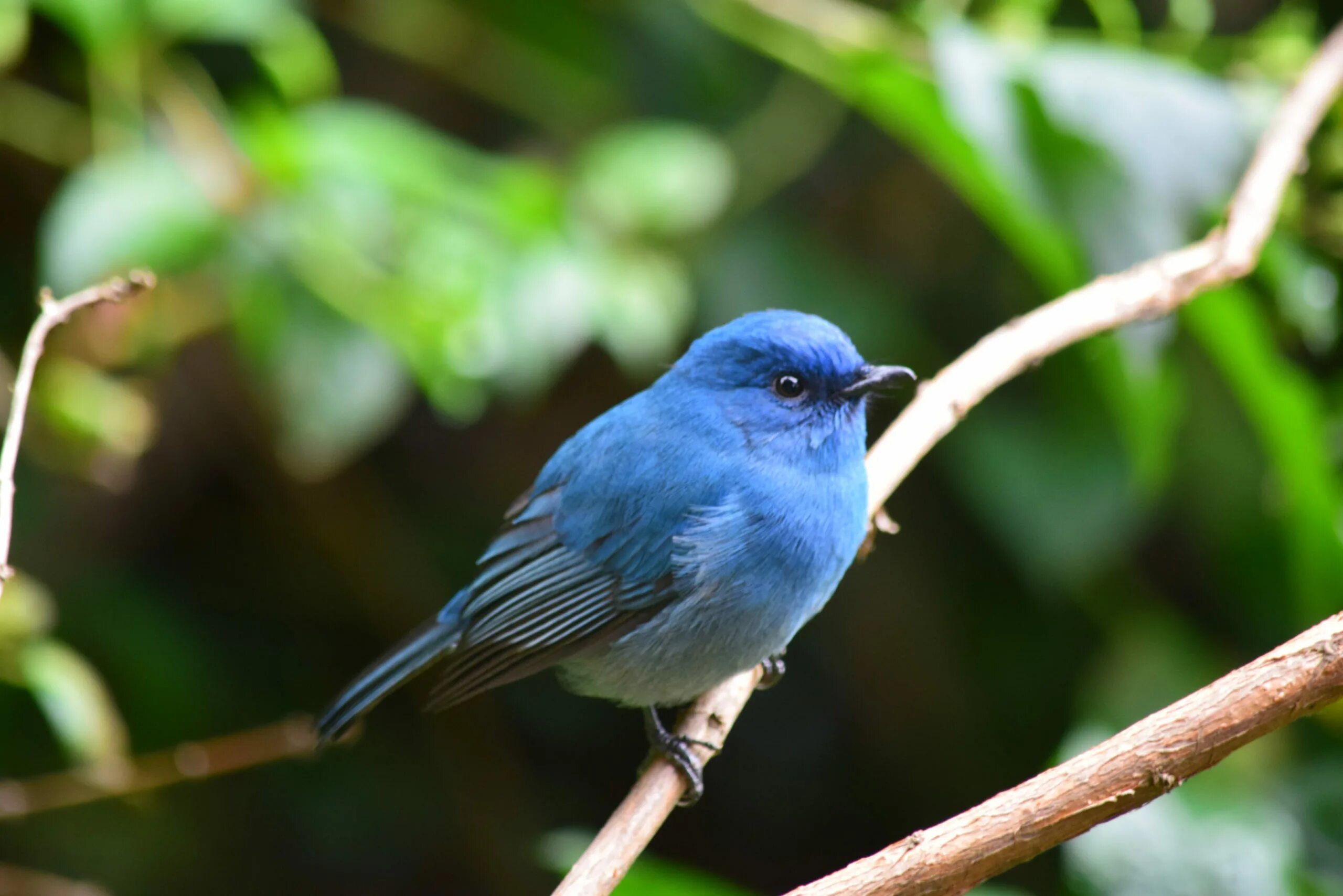 Какого цвета птичка. Грандала Лазоревая. Маленькая синяя птица. Певчая птичка синяя. Маленькая голубая птичка.