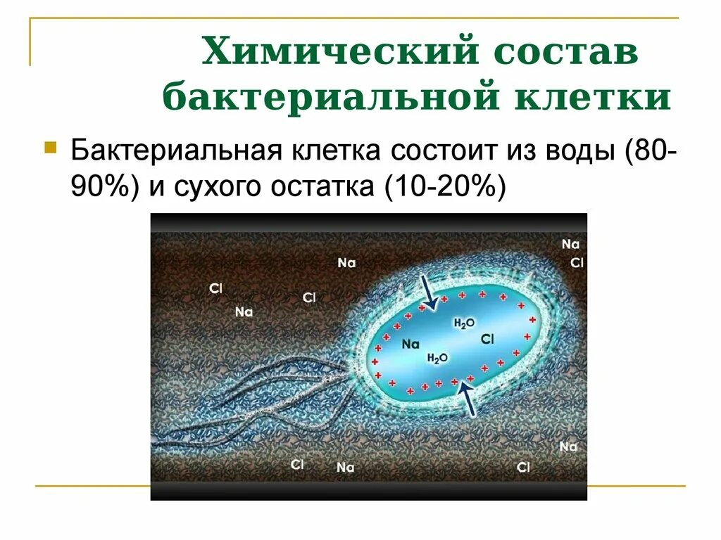 Из чего состоят бактерии химический состав. Химический состав клетки бактерии. Химический состав бактериальной клетки. Физиология бактериальной клетки. Понятие об органогенах.